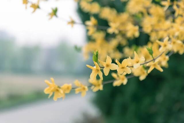 想和你看四月满天飞花， 与你共度日出与晚霞！