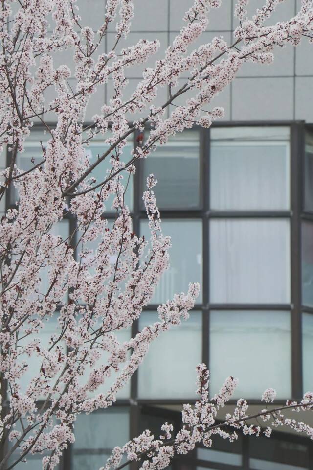 想和你看四月满天飞花， 与你共度日出与晚霞！