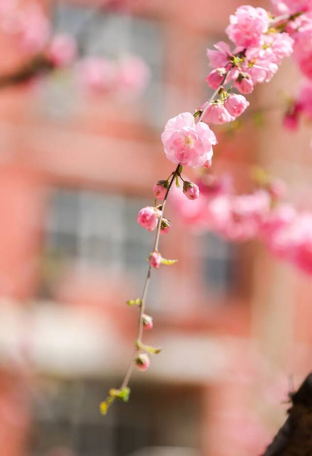 想和你看四月满天飞花， 与你共度日出与晚霞！