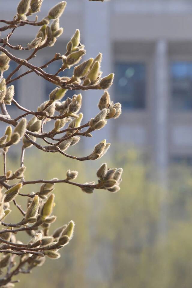 这是你要的，东大的春！