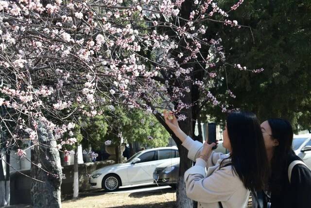 这是你要的，东大的春！