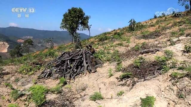 焦点访谈：“谁破坏谁修复”！整治毁林种茶 守住绿水青山