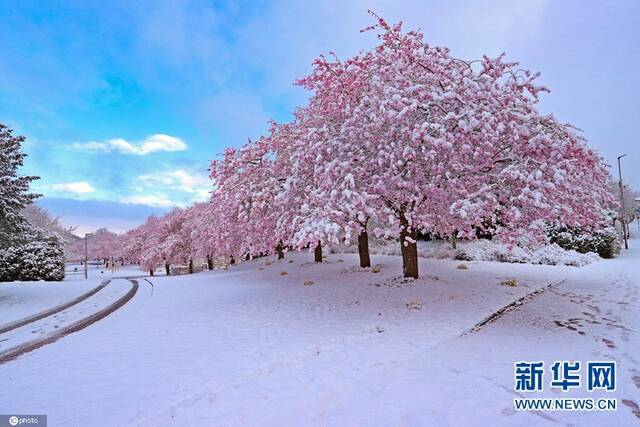 当地时间4月6日，德国锡根，当地迎来降雪，春雪里的樱花美如画卷。（图片来源：东方IC）