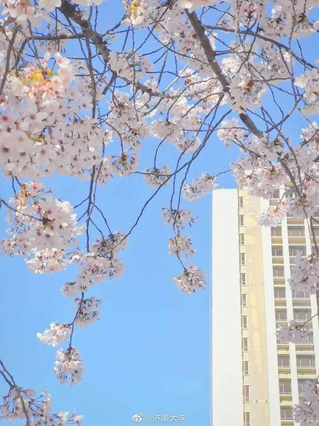 花期而至，“醉”美济大