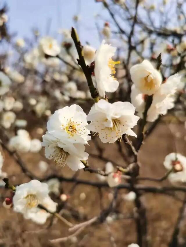 花期而至，“醉”美济大