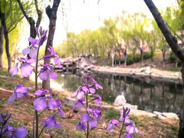 花期而至，“醉”美济大