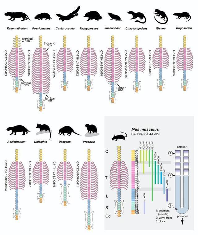 中生代哺乳形类主要生态习性代表门类脊柱对比及演化发育机制示意图（毛方园供图）