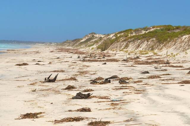 澳洲海滩上多年前神秘出现百万只海鸟的尸体，今天科学家们总算解开谜团。照片来源：LaurieBoyle（CCBY-SA2.0）