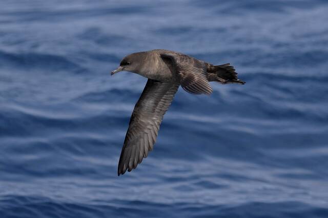 短尾水薙鸟在海上飞翔。照片来源：EdDunens（CCBY2.0）