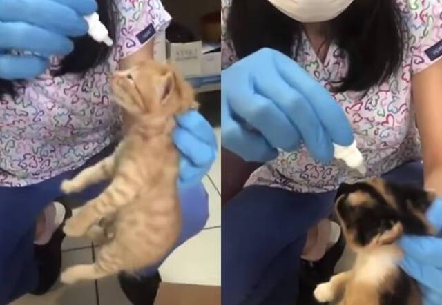 土耳其伊兹密尔流浪母猫叼着患病奶猫走进动物医院找兽医师