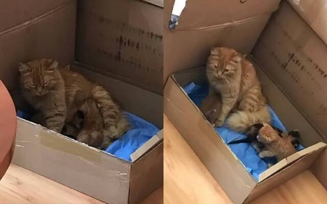 土耳其伊兹密尔流浪母猫叼着患病奶猫走进动物医院找兽医师