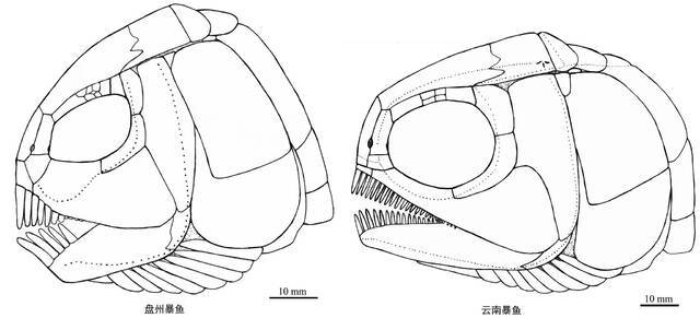 贵州发现2.44亿年前大型“盘州暴鱼”：驼背，凌厉，肉食性