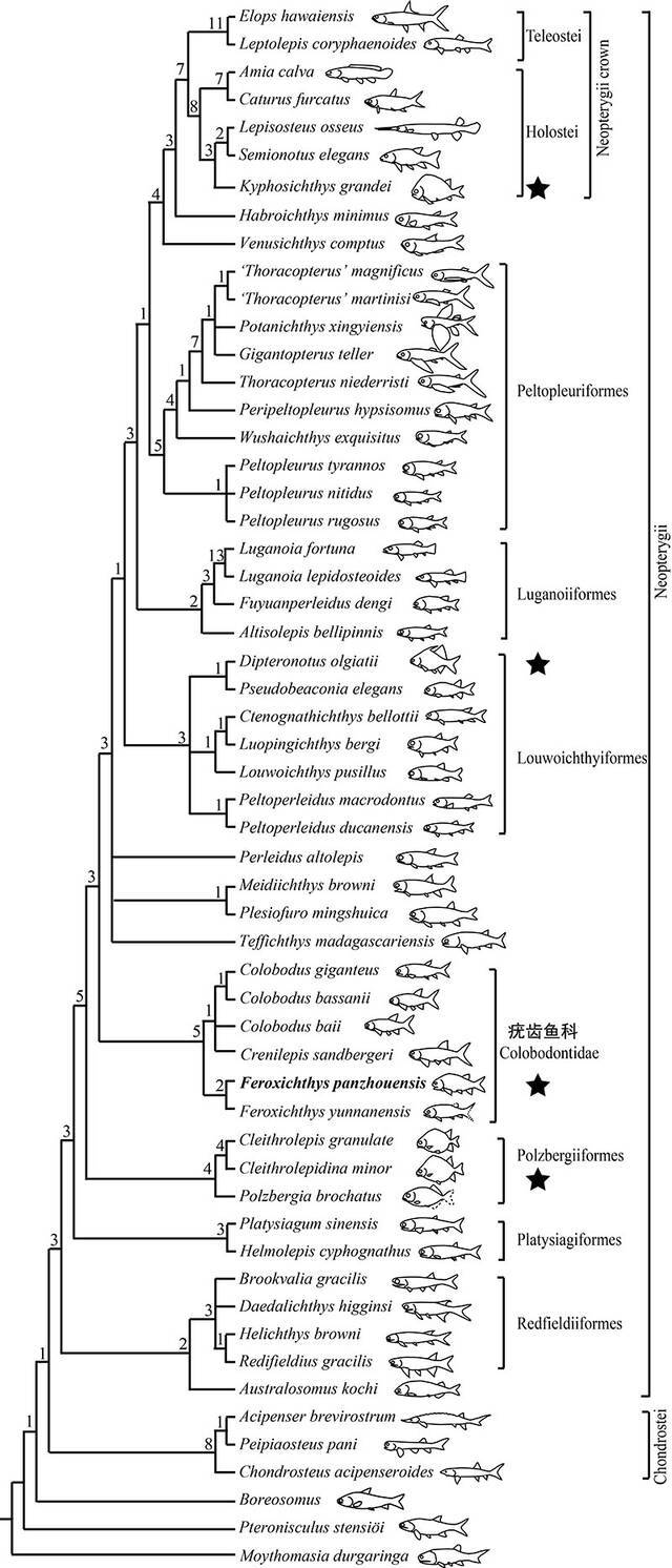 新重建的新鳍鱼类分支谱系图，显示“驼背体型”在新鳍鱼类中的四次平行演化