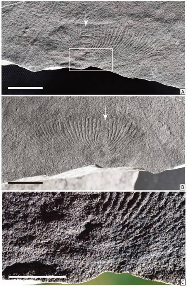 石板滩生物群中的狄更逊虫，A,B为正副模，C是A中方框的放大（Wangetal.,2021）