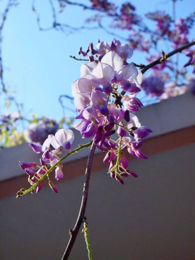 花开若流苏，快来打卡上海师大梦幻仙境！