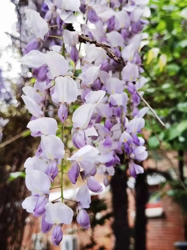 花开若流苏，快来打卡上海师大梦幻仙境！