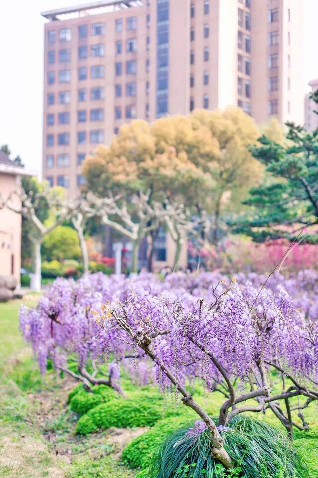 花开若流苏，快来打卡上海师大梦幻仙境！