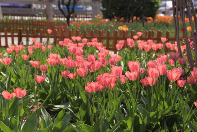 春日限定  教你识花，信息科大植物图鉴