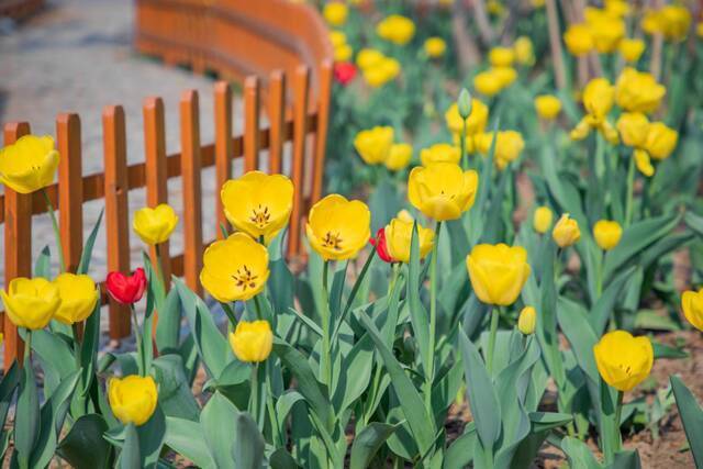 春日限定  教你识花，信息科大植物图鉴