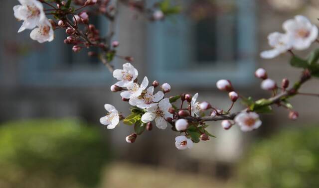 春日限定  教你识花，信息科大植物图鉴