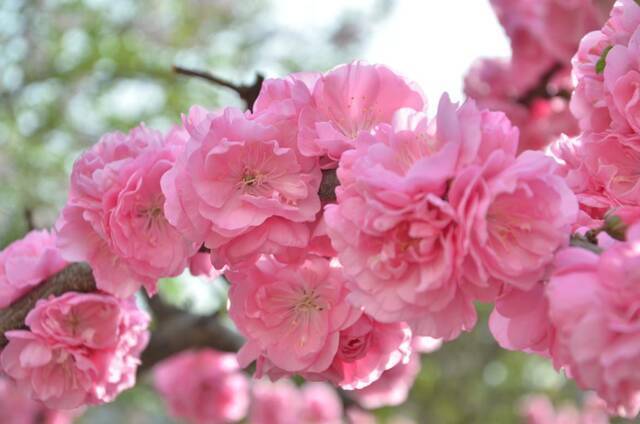 春日限定  教你识花，信息科大植物图鉴