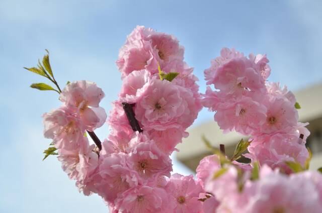 春日限定  教你识花，信息科大植物图鉴