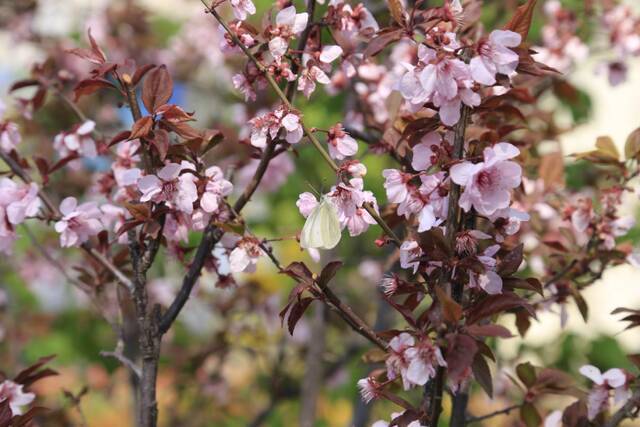 春日限定  教你识花，信息科大植物图鉴