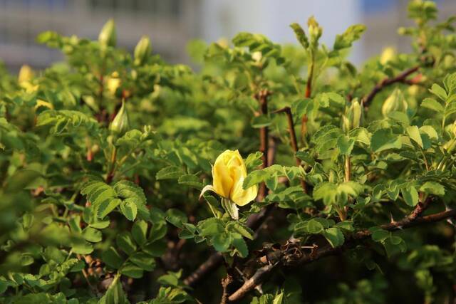 春日限定  教你识花，信息科大植物图鉴