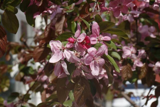 春日限定  教你识花，信息科大植物图鉴