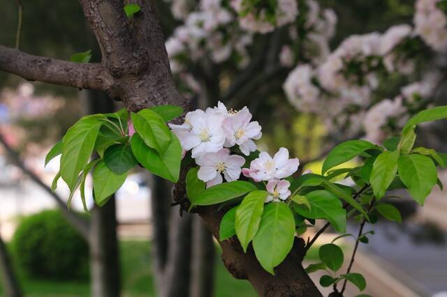 春日限定  教你识花，信息科大植物图鉴