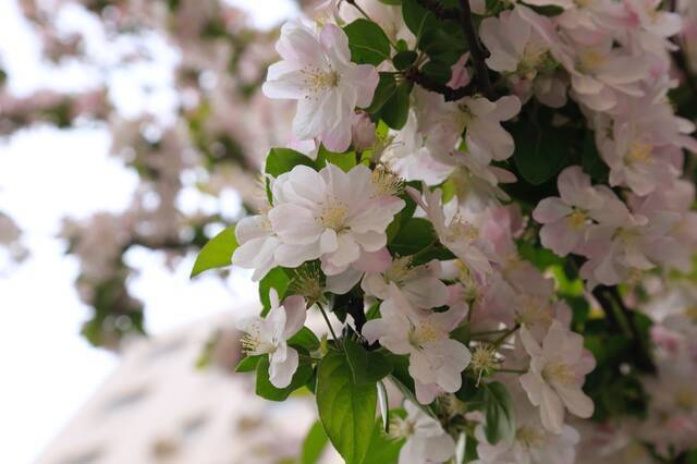 春日限定  教你识花，信息科大植物图鉴