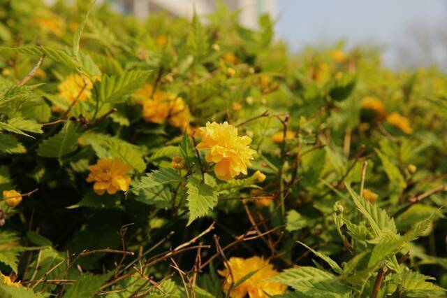 春日限定  教你识花，信息科大植物图鉴