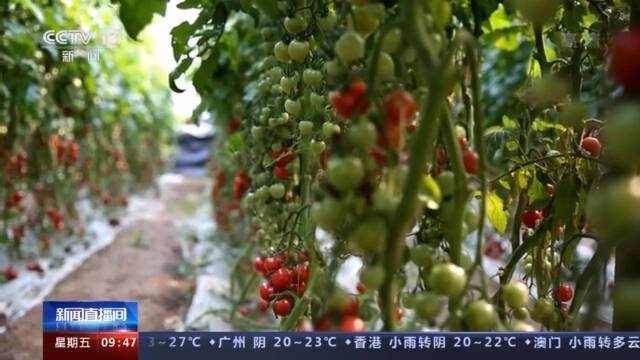 多地农副产品市场观察：春菜大量上市 猪肉价格回落