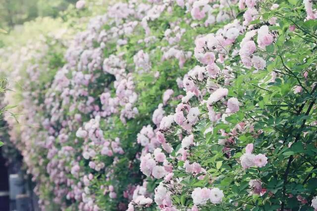 ▲别看蔷薇花浓眉大眼的