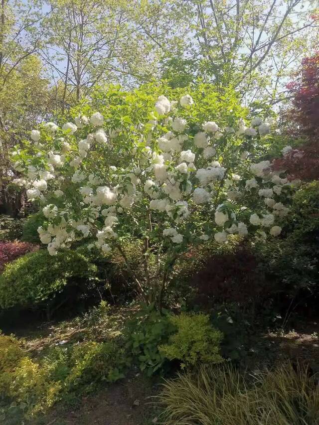 申城木绣球进入盛花期！这些观赏点可打卡