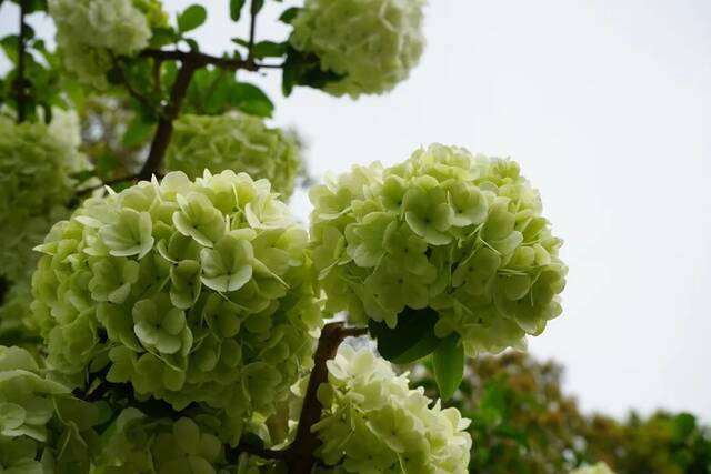 申城木绣球进入盛花期！这些观赏点可打卡