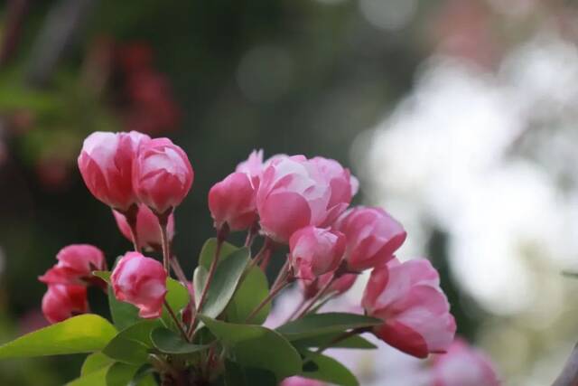 百年如朝，海棠依旧！青大首届花朝节献礼建党百年！