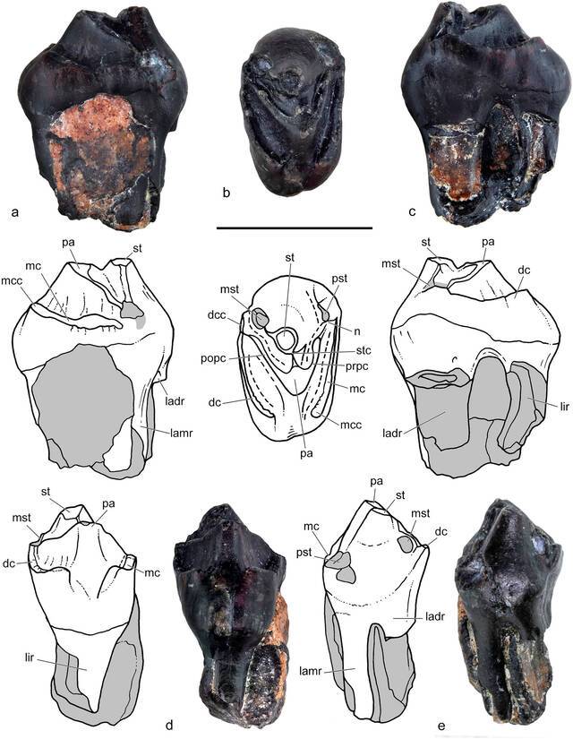 智利巴塔哥尼亚地区发现生活在白垩纪时期的新型哺乳动物Orretheriumtzen
