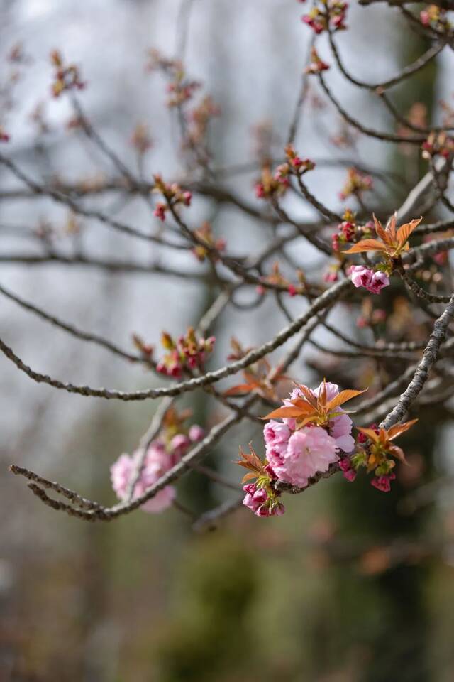 USTC光影蜗壳春季赏花图鉴