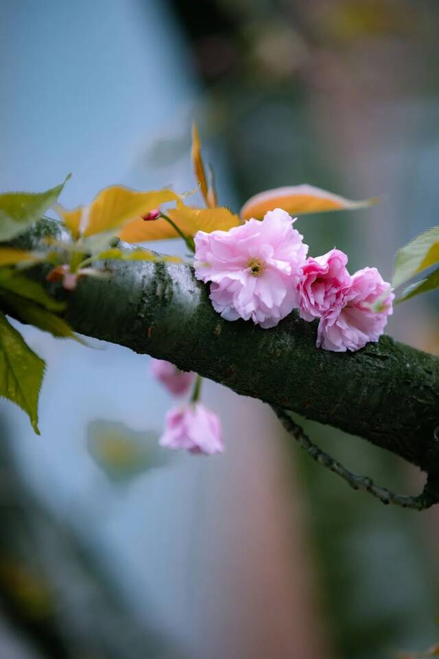 USTC光影蜗壳春季赏花图鉴