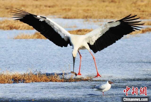 中俄最大界湖迁徙候鸟同比增12.6万只