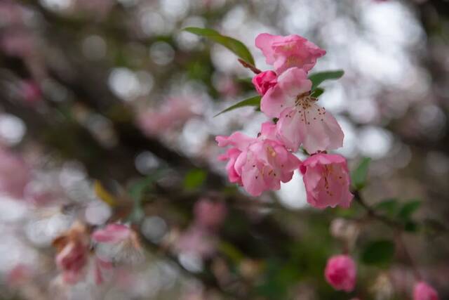 USTC光影蜗壳春季赏花图鉴