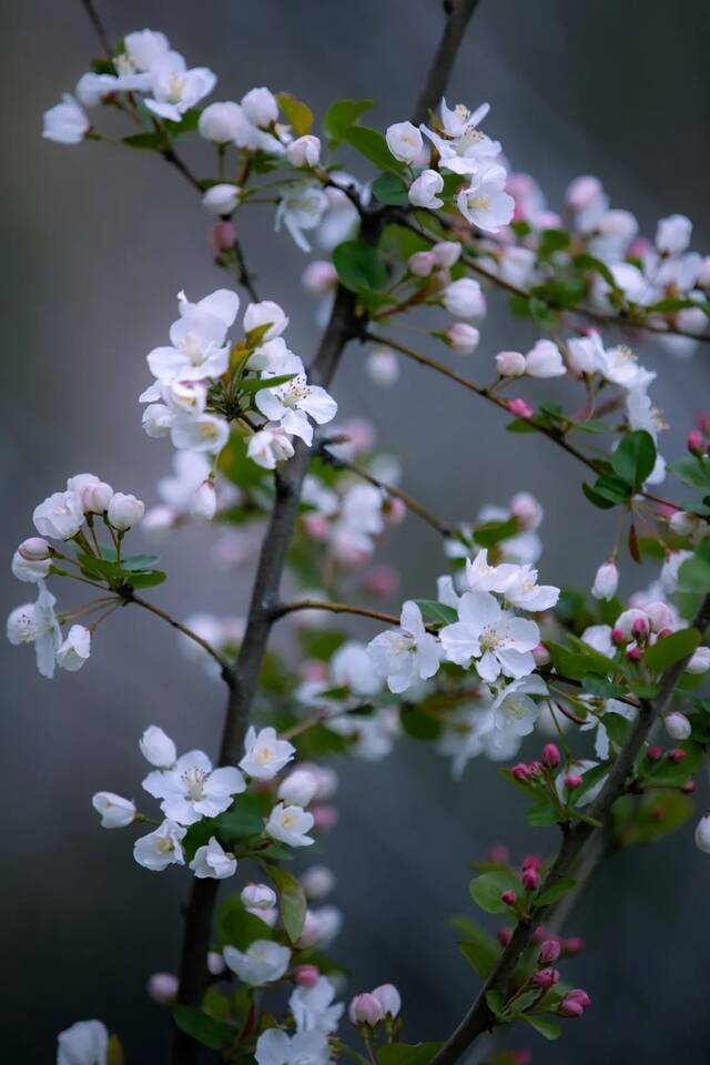 USTC光影蜗壳春季赏花图鉴