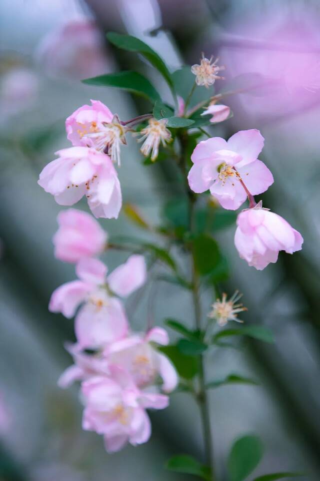 USTC光影蜗壳春季赏花图鉴