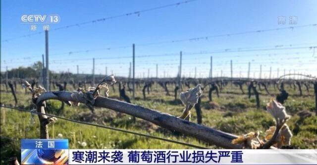 寒潮袭击法国 葡萄酒行业预计损失50%产量