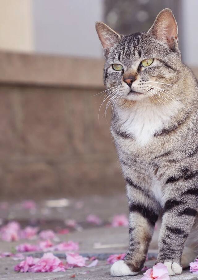 又是想当猫的一天！好羡慕！