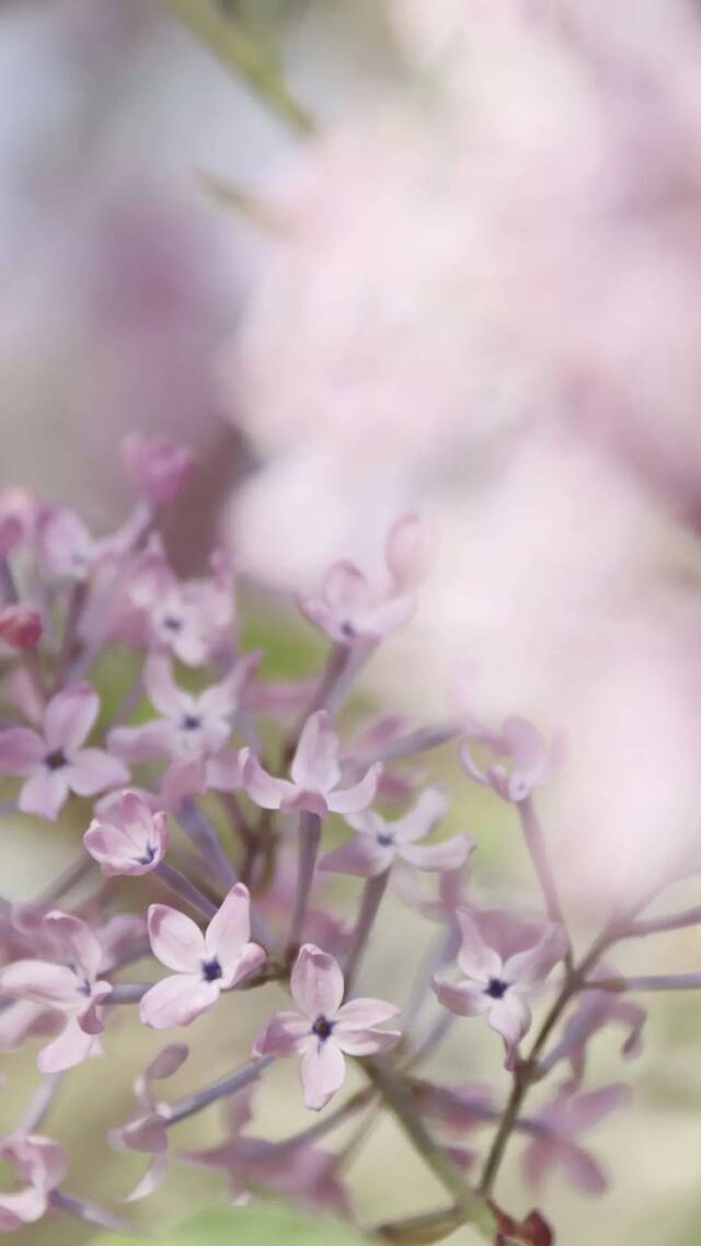 京花开放，请你收好这份赏花图鉴！