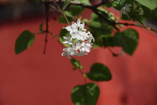 京花开放，请你收好这份赏花图鉴！