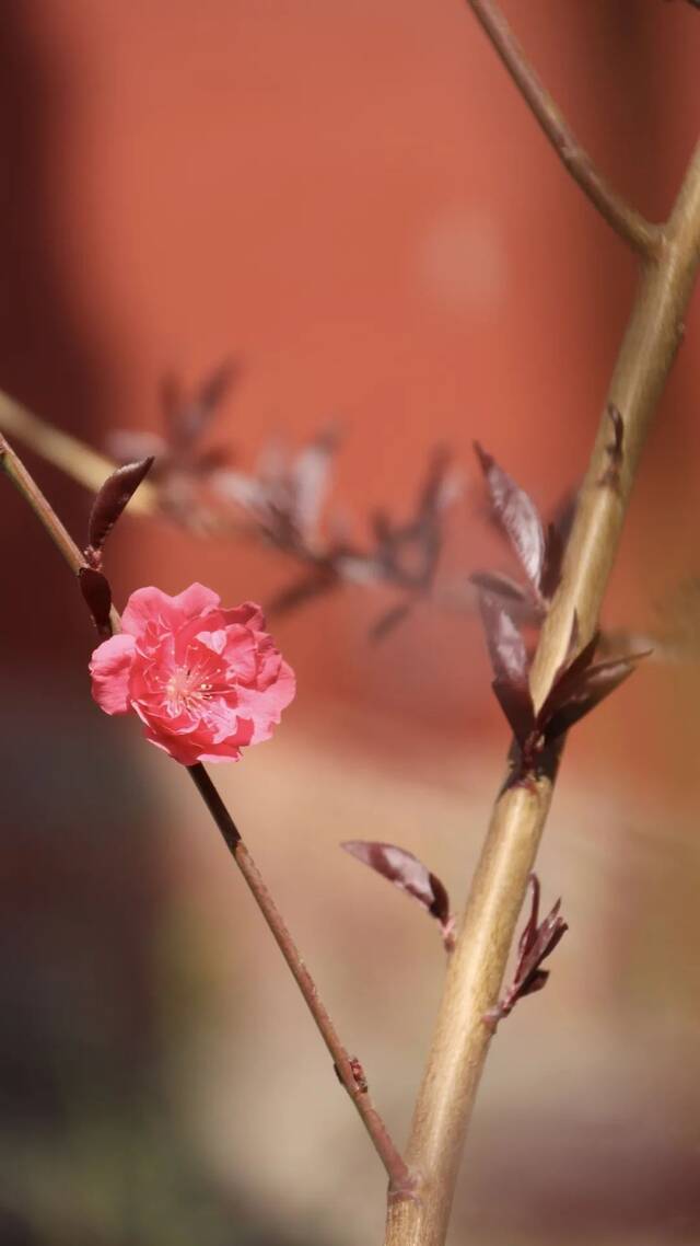 京花开放，请你收好这份赏花图鉴！