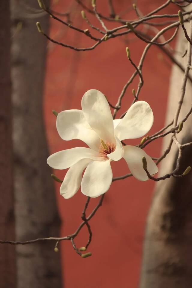 京花开放，请你收好这份赏花图鉴！